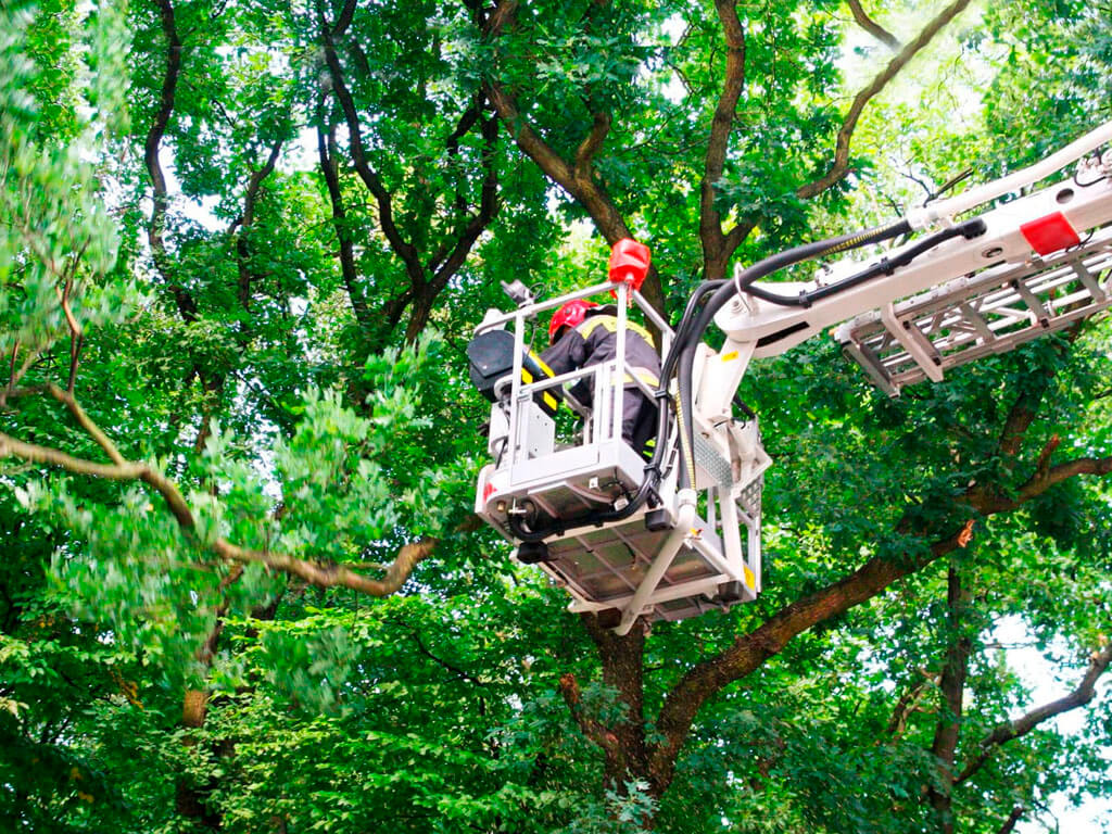 Salvatree-blog-_0000s_0002_Capa 7