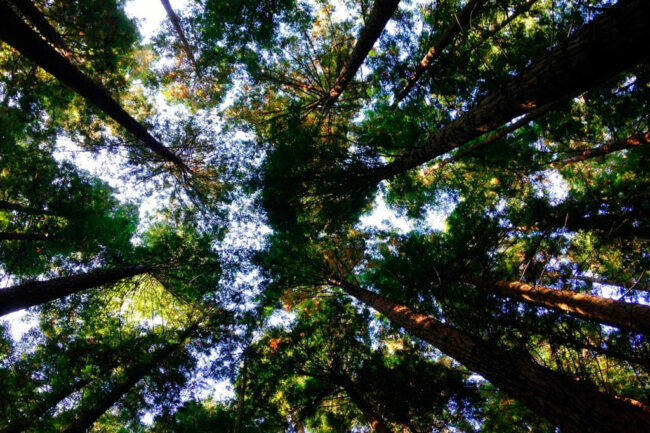 Salvatree-blog-_0000s_0003_Capa 6