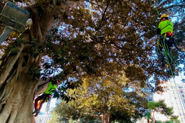 Salvatree-blog-_0000s_0006_Capa 3