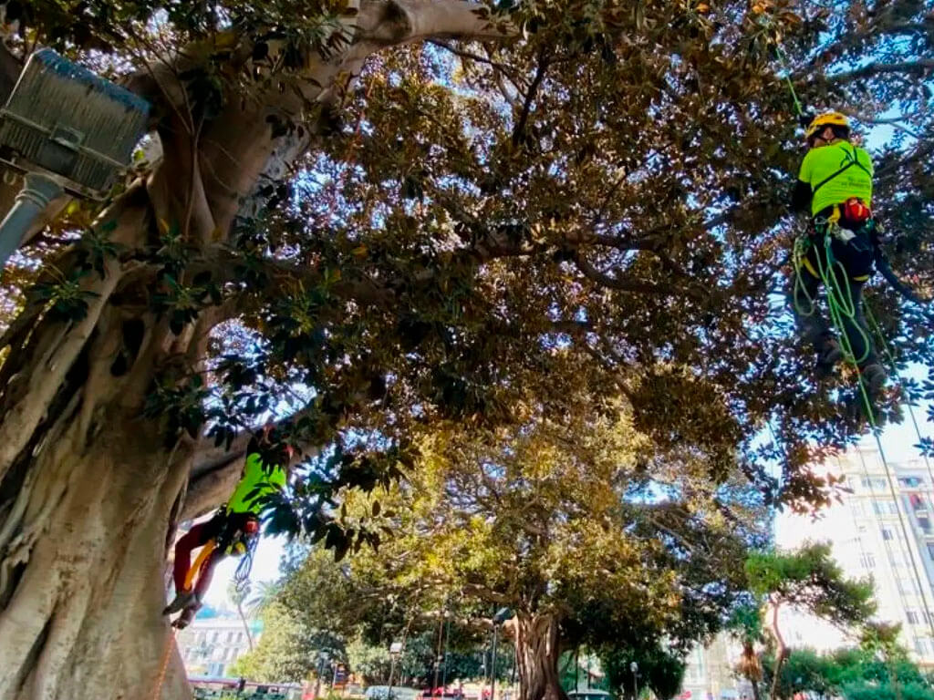 Salvatree-blog-_0000s_0006_Capa 3