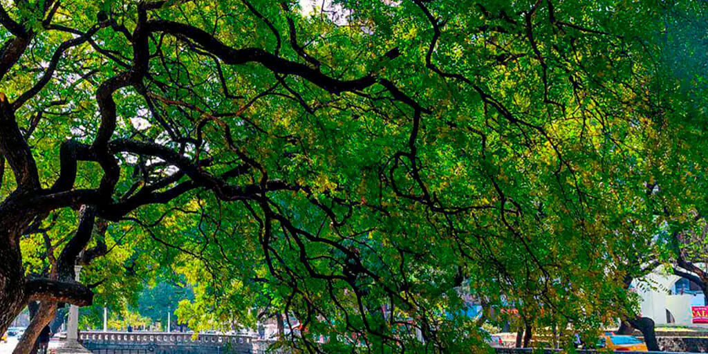 Salvatree-blog-_0000s_0007_Capa 2