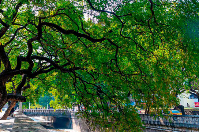Salvatree-blog-_0000s_0007_Capa 2