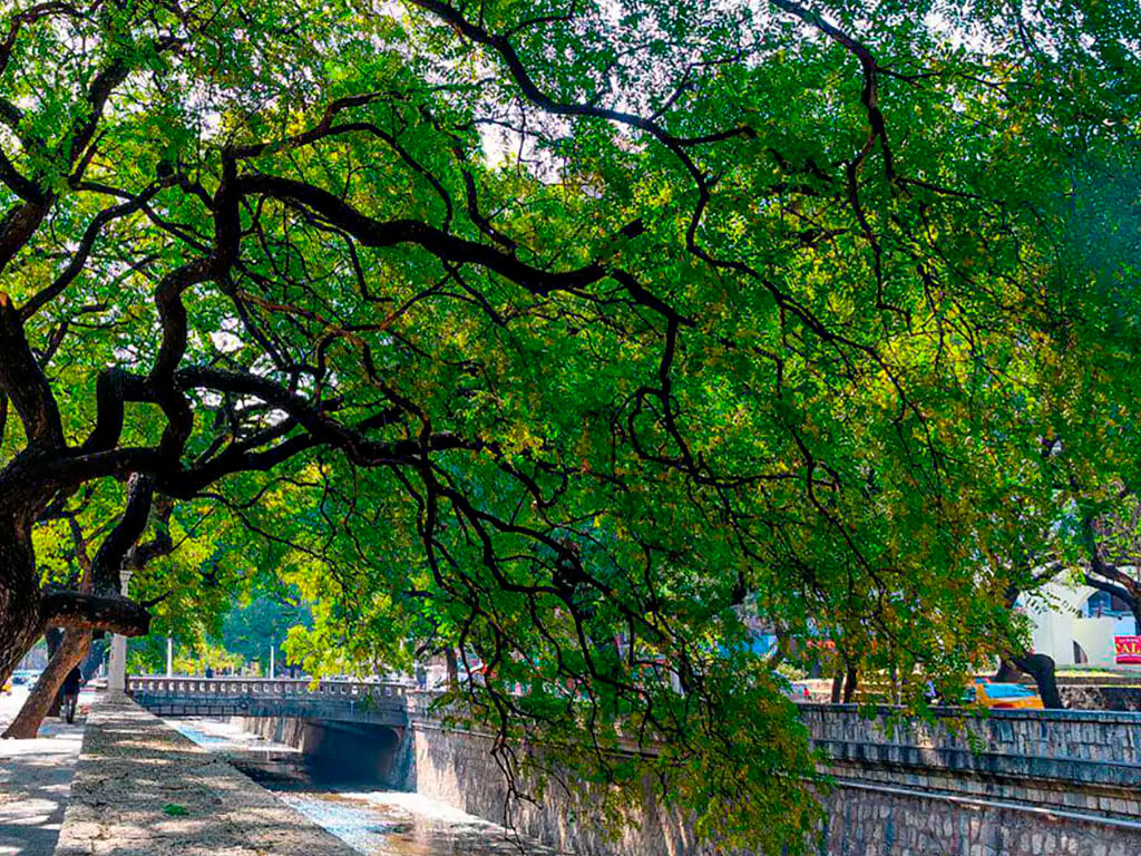 Salvatree-blog-_0000s_0007_Capa 2